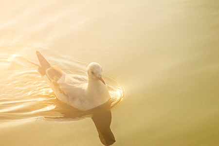Seagull bird flying on sunset sky with sea backgroundの写真素材
