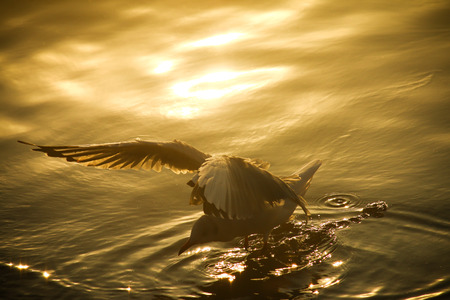 Seagull bird flying on sunset sky with sea backgroundの写真素材