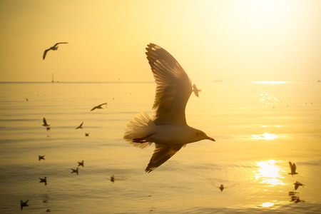 Seagull bird flying on sunset sky with sea backgroundの写真素材
