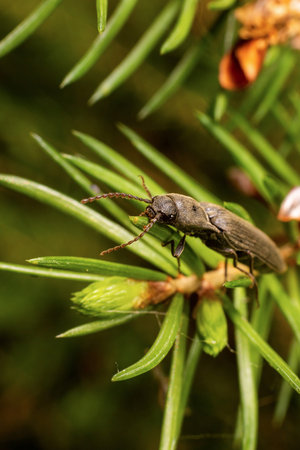 Beetle on a branch of a coniferous tree. macro
