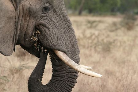 photograph of elephant in the Ngorongoro crater, Tanzaniaの素材 [FY3104785284]