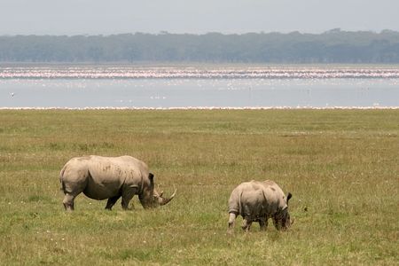 image rhinoceros at Lake Nakuru, Kenyaの写真素材