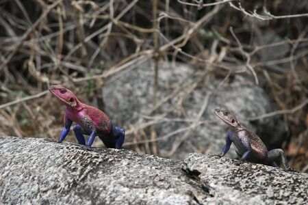  lizards sunbathing on the Serengeti, Tanzaniaの写真素材