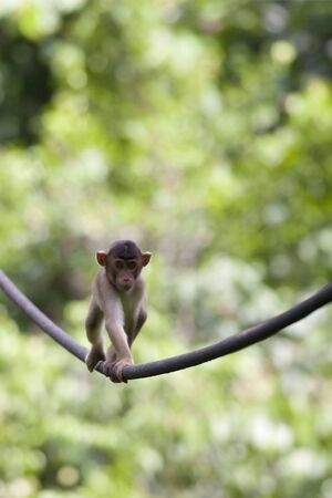 macaco tree breeding by crossing ropeの写真素材