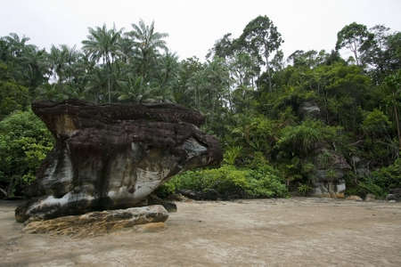 beach and jungle in Bako, Borneoの写真素材