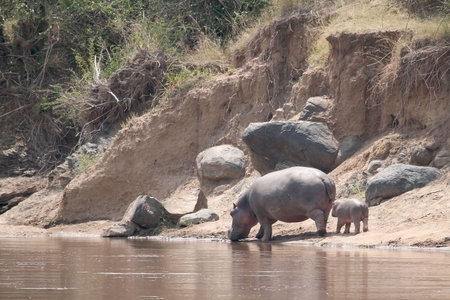 Hipopotamo mother with breeding in the river Mara, Kenyaの写真素材