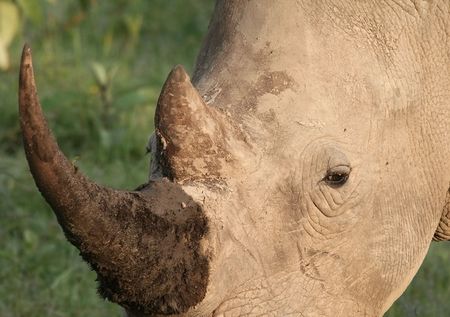 white rhino hornの写真素材