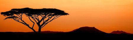 Sunset in Serengetiの写真素材