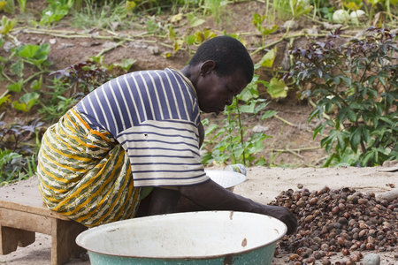  Gaoua,Burkina Faso - August 12,2009 : Women Lobi separating the grain, women are responsible for handling all foods.のeditorial素材