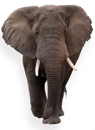 wild African elephant isolated on white backgroundの写真素材