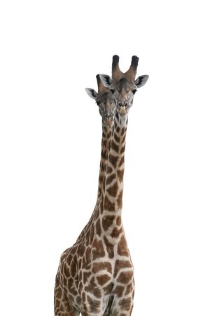 giraffe isolated on white backgroundの写真素材
