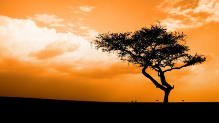 African sunset with acacia treeの写真素材