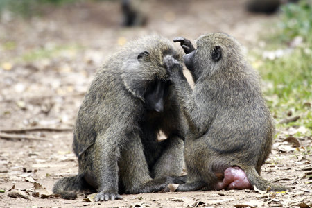 wormed baboonsの写真素材