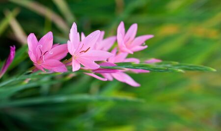 centaurium erythraeaの写真素材