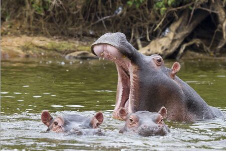 Hippos in Lake Mburo, Ugandaの写真素材