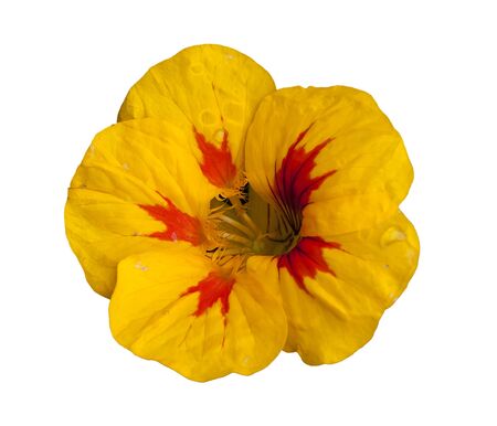 yellow flower isolated on white backgroundの写真素材