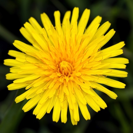 Taraxacum officinaleの写真素材
