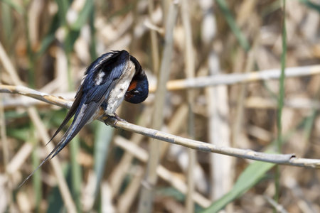 Swallow resting on branchの写真素材
