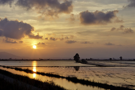 sunset over rice
