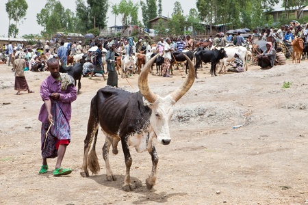 bati, ethiopia, august 1, 2011 - livestock market in bati, various ethnic groups like the afar, oromo and amara come weekly to sell their camels, cows and goats.のeditorial素材