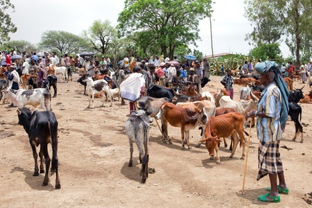 bati, ethiopia, august 1, 2011 - livestock market in bati, various ethnic groups like the afar, oromo and amara come weekly to sell their camels, cows and goats.のeditorial素材