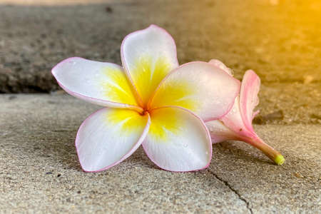 frangipani (plumeria) flower on natural background - shallow dofの写真素材