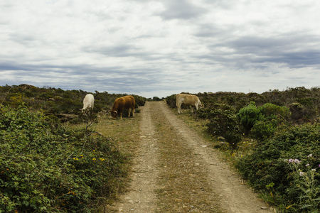 Hiking from CadaquÃ©s to Punta Prima, Costa Bravaの写真素材