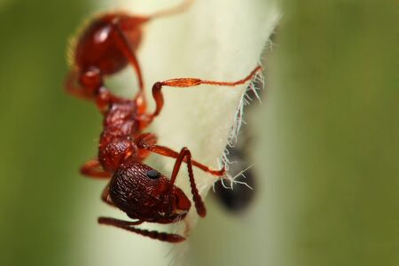 antの写真素材