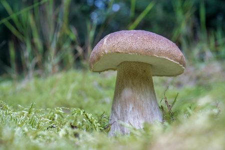 porcini mushroomの写真素材