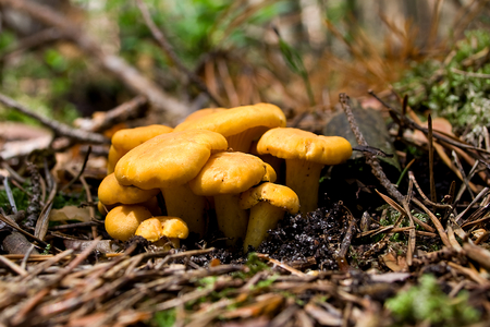 Cantharellus cibariusの写真素材