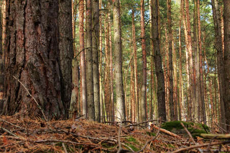 dry pine forestの写真素材