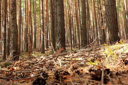 dry pine forestの写真素材