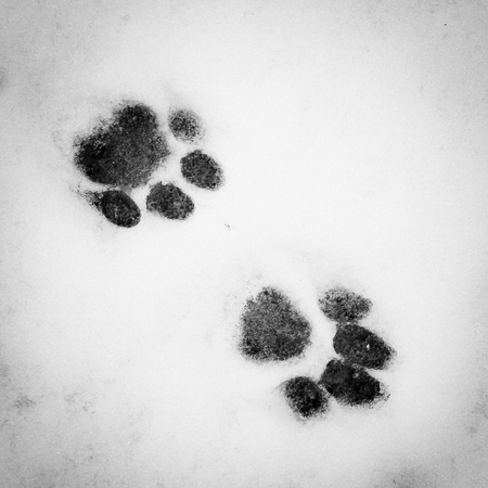 Cat tracks in the snowの写真素材