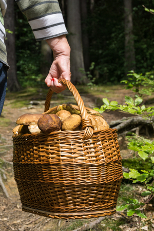 Basket with mushroomsの写真素材