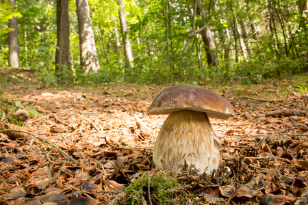 Porcini Mushroomの写真素材