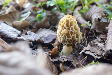 Morchella esculentaの写真素材