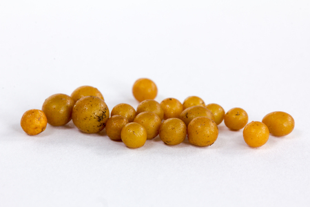 Earthworm eggs on white backgroundの写真素材