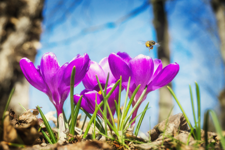 crocusの写真素材