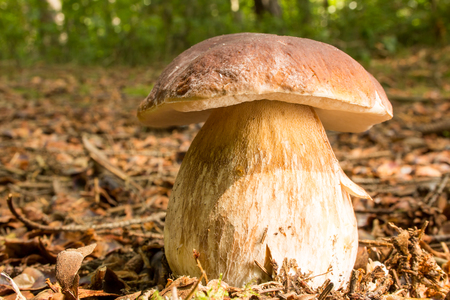 Porcini mushroomの写真素材