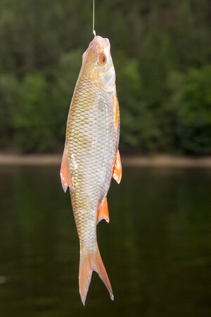 Rutilus rutilus on the hookの写真素材