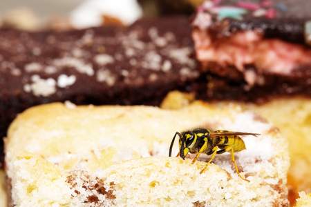 Wasp on cakeの写真素材