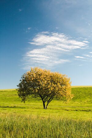 Meadow viewの写真素材
