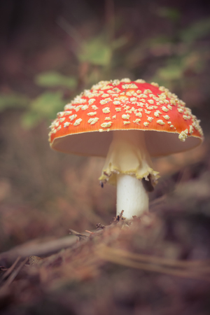 Toadstoolの写真素材
