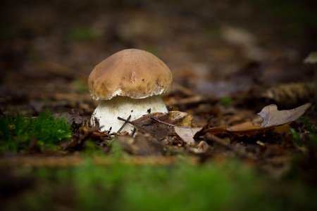 mushroomの写真素材