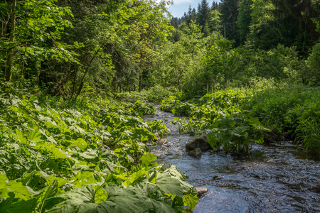 Thuringian Forestの写真素材