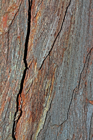 Wood textureの写真素材