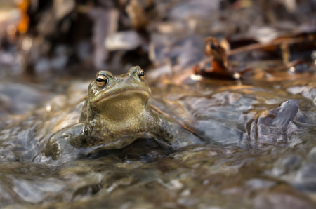 Common toadの写真素材