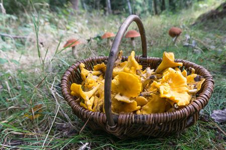 Korb voll Pfifferlinge mit Rotkappen im Hintergrundの写真素材