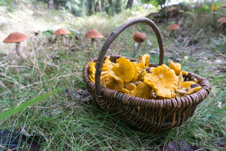Korb voll Pfifferlinge mit Rotkappen im Hintergrundの写真素材