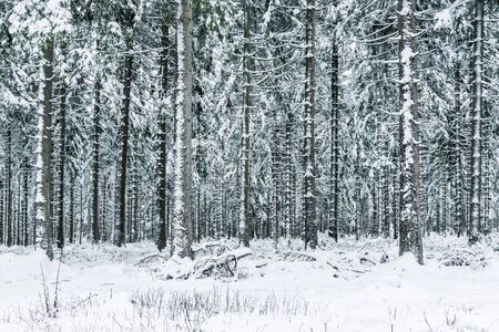 Winter forest in Thuringiaの写真素材